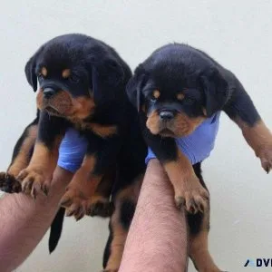 Beautiful AKC German Rottweiler Puppies