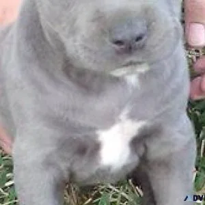 Pittbull