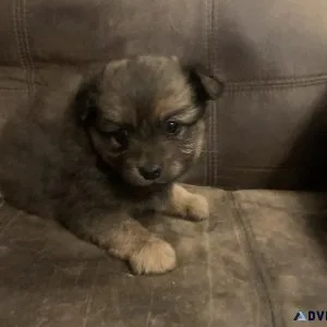 Adorable Pomeranian puppies