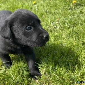 Male and female Lap Puppies For rehoming