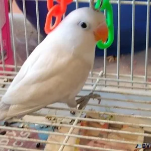 Fisher love birds