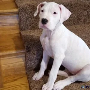 Well Socialized Dogo Argentino puppies