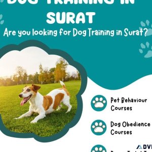 Dog Trainer in Surat