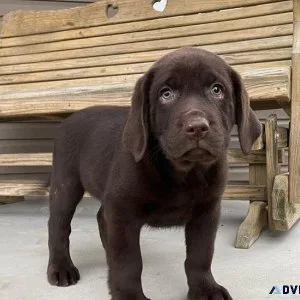 Labrador Puppies for sale