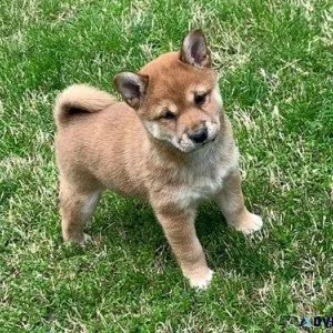 AKC Registered Shiba Inu Puppies