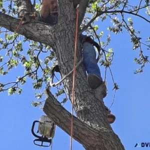 Quincy Tree Removal and Stump Grinding