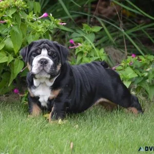 AKC English Bulldogs