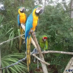 Blue and Gold Macaw parrot &quotPair&quot
