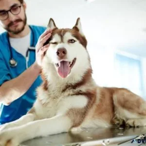 Expert Dog Grooming in Oxford MS  Oxford Veterinary Clinic