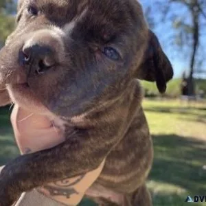 Cute pitbul for sale