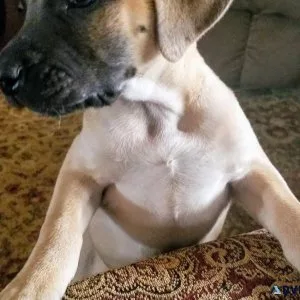 Black Mouth Cur puppies