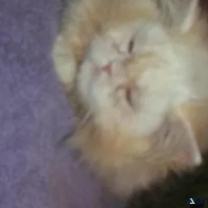 STUNNING HOLIDAY KITTEN