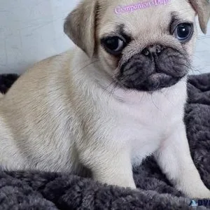 Sweet pug puppies available now