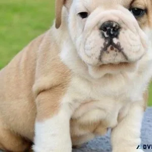 Playful English Bulldog puppies
