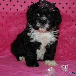 Lhasa Apso Puppies