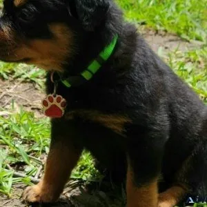misty expert German rottweiler puppies for Sale