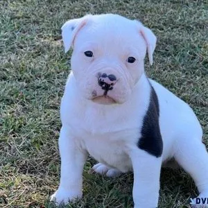 Charming American Bulldog puppies