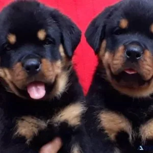 Rottweiler Puppies For Sale
