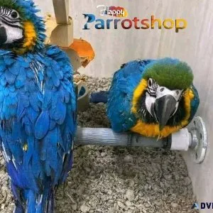 Blue Yellow Hyacinth Macaw.