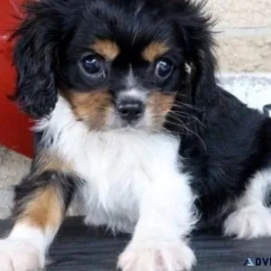AKC Cavalier King Charles Spaniel puppies.