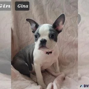 Boston Terrier Puppy