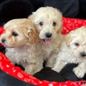 Certainly Maltipoo Puppies