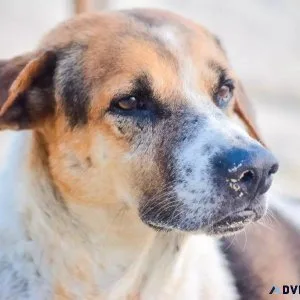 August 1st Is DOGust Day - Vet in Georgetown IN