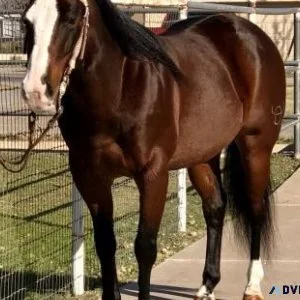 2014 AQHA Bay gelding for sale