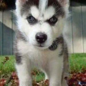 Male and Female teacup Husky puppies ready