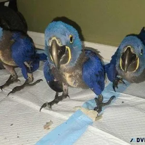 Hyacinth Macaw Babies