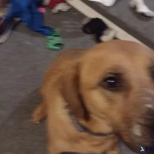 Missing service dog