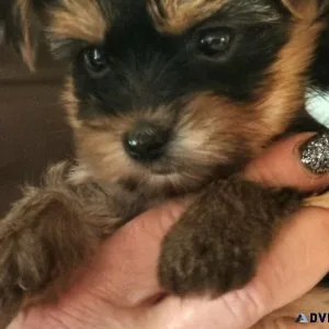 Mini Yorkshire Terriers