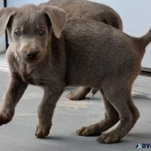 Beautiful AKC reg. Labrador Retriever Puppies