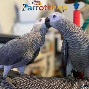 Gorgeous African grey parrot