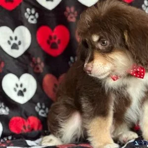 Charming Aussiedoodle puppies