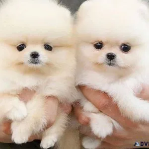 Pomeranian Puppies