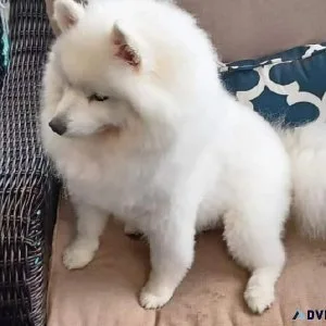 ESKIMO DOG FOR SALE