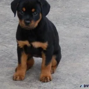 noisy every German rottweiler puppies for Sale