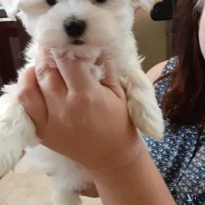 Fabulous Maltese puppies available