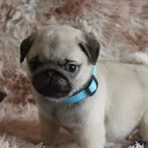 Pug puppies ready