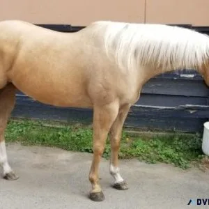 Palomino AQHA Quarter Horse Mare