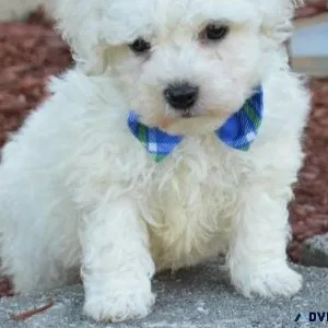 White Bichon Frise Puppies
