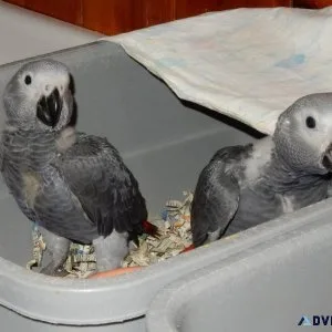 Congo African Grey Babies for sale.