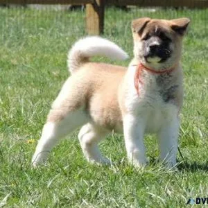 Well Trained Akita puppies