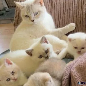 EXOTIC BRITISH SHORTHAIR