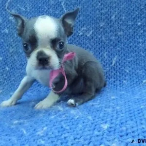 Boston Terrier Puppies