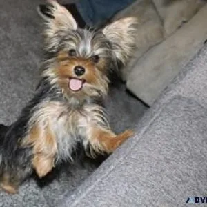 Beautiful yorkie male 5 pounds adult size