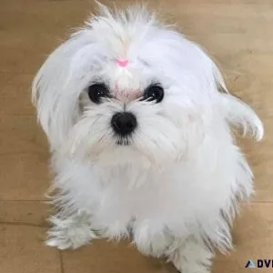Puppy