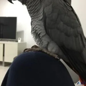 Socialized African Grey Parrot