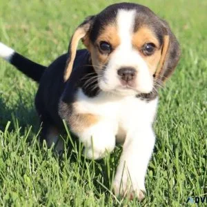 Female Beagle